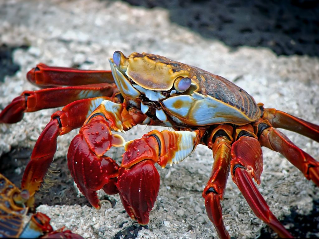 Breastfeeding diet 101: foods not to eat while breastfeeding - fish & seafood