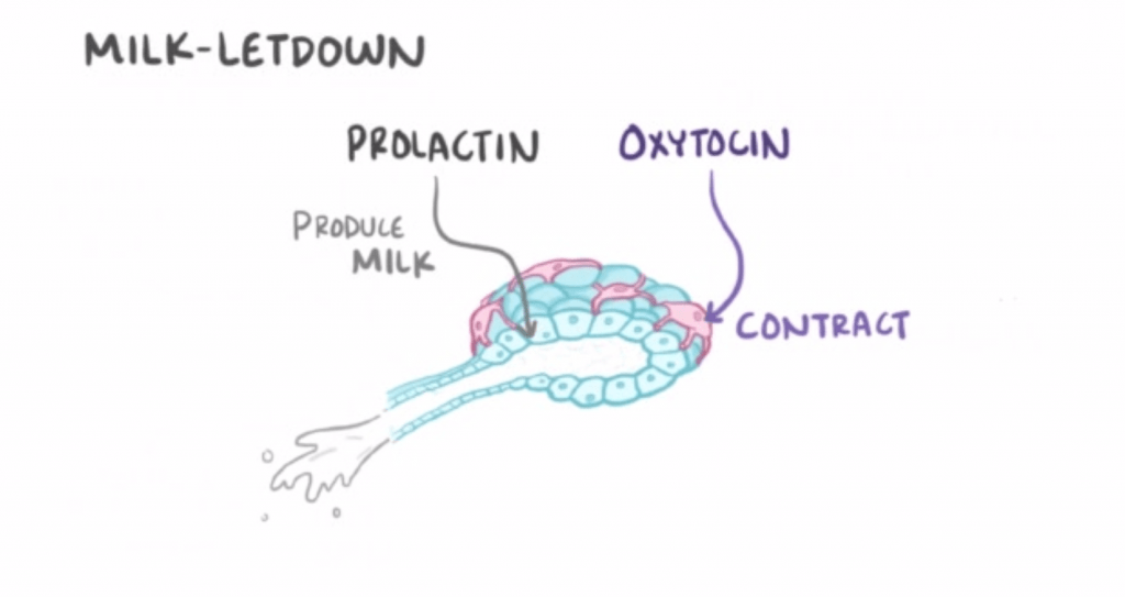 Do I have enough breast milk? How milk production process really works