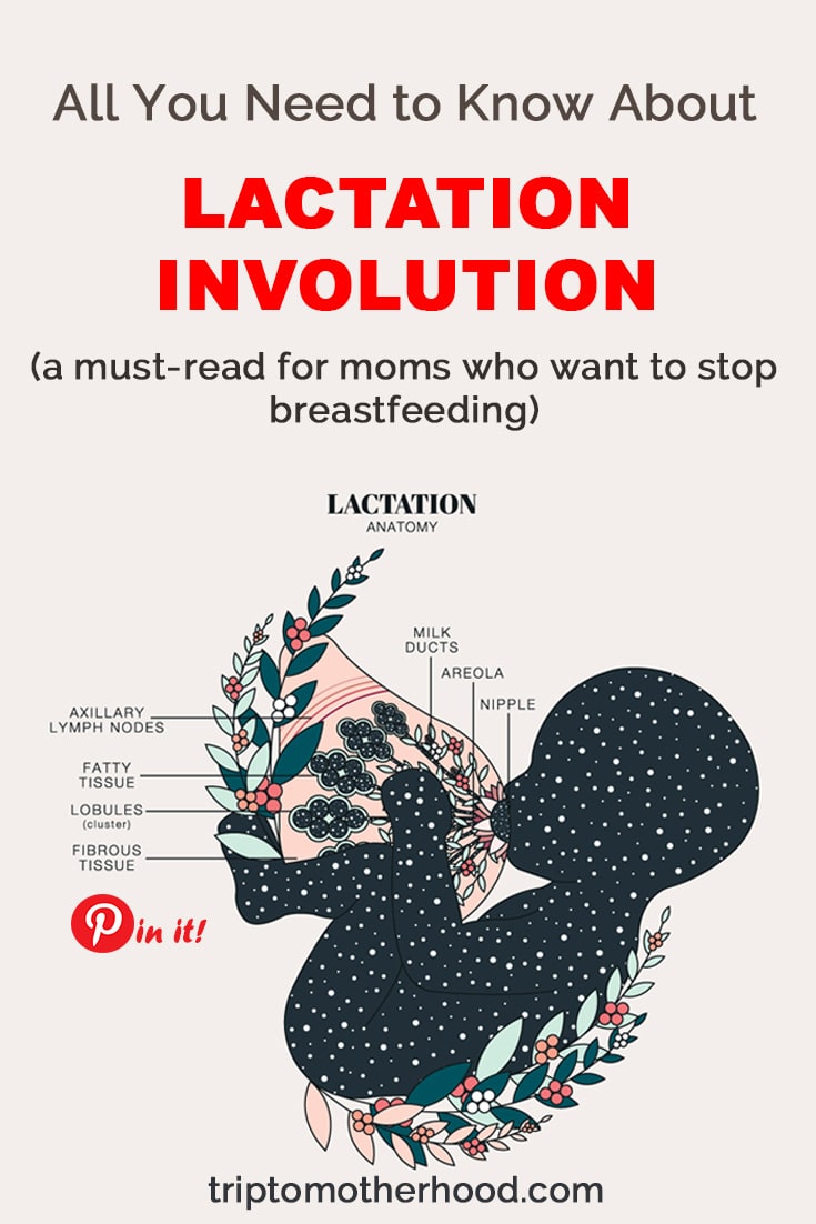 what-is-lactation-involution-and-why-every-mom-should-know-about-it