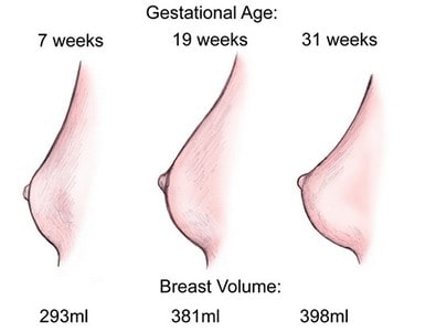 How Your Breast Changes During Pregnancy Breastfeeding And Weaning